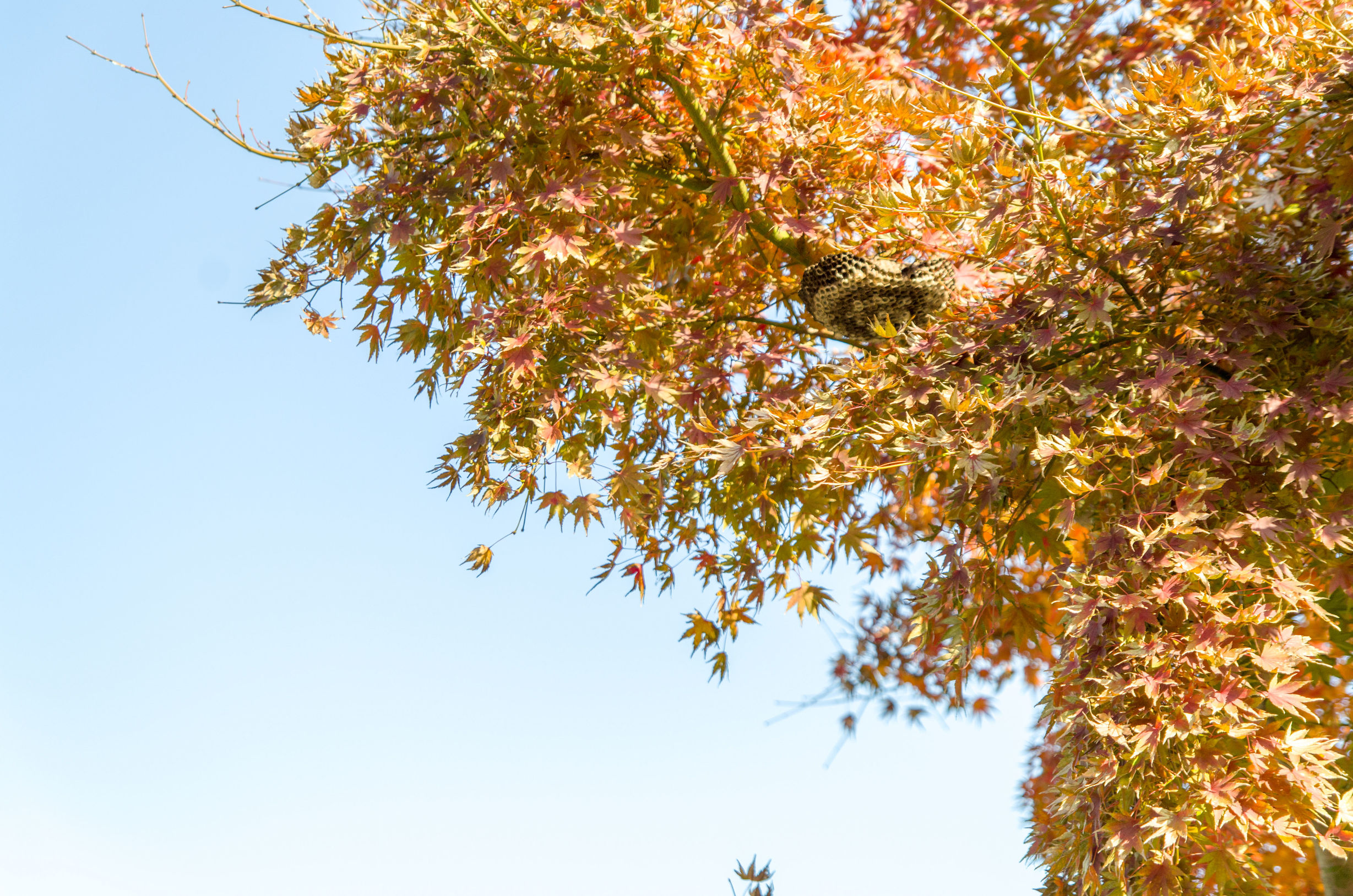 摄影小白推荐相机300左右,拍照好的长焦镜头推荐