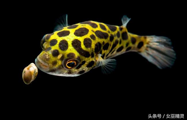 人类的牙都会换吗,人类的牙齿会全部掉光吗