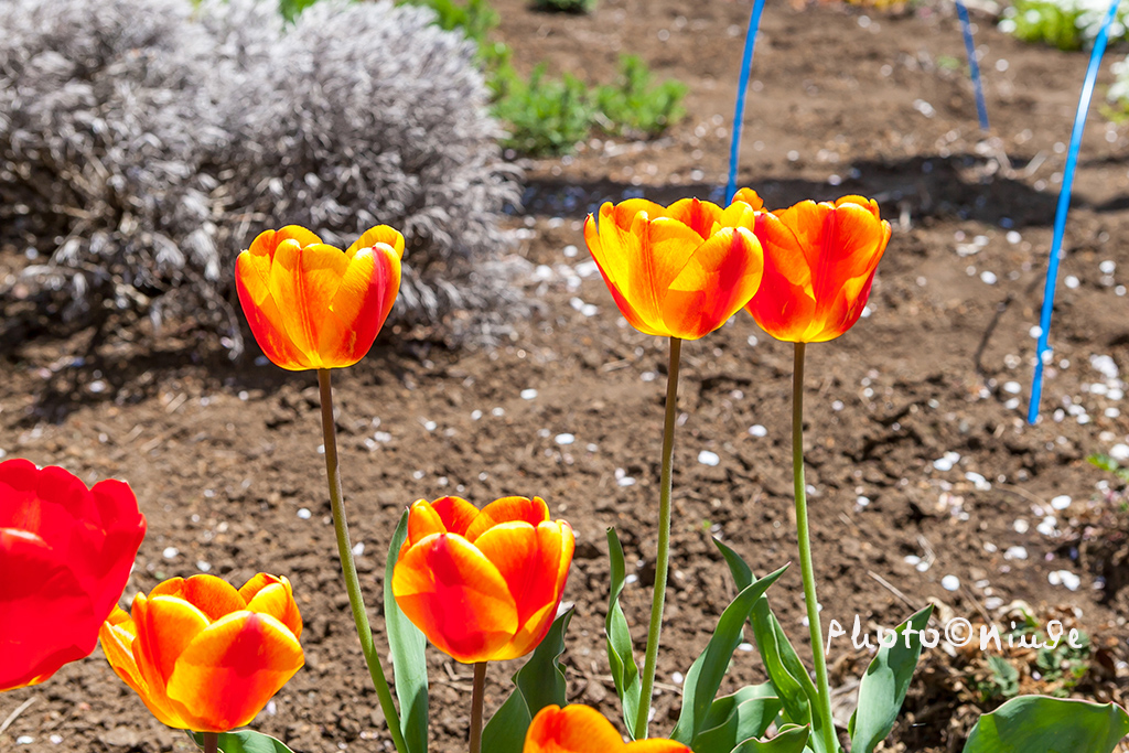 澳门航空空姐游东京 富士山下遇见最美的樱花