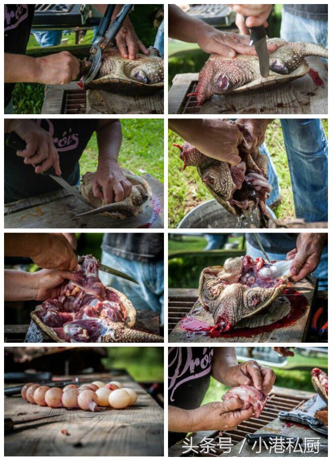 一家美国网站上关于“鳄龟”的做法，看了你还会放生吗？