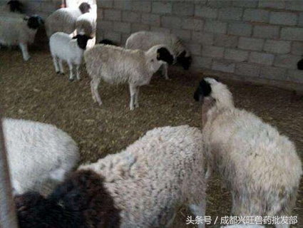 羊尿不出来的症状有哪些表现,羊尿不出土办法治吗