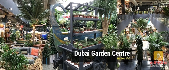 迪拜最大花卉市场在哪里,迪拜有几个花卉市场