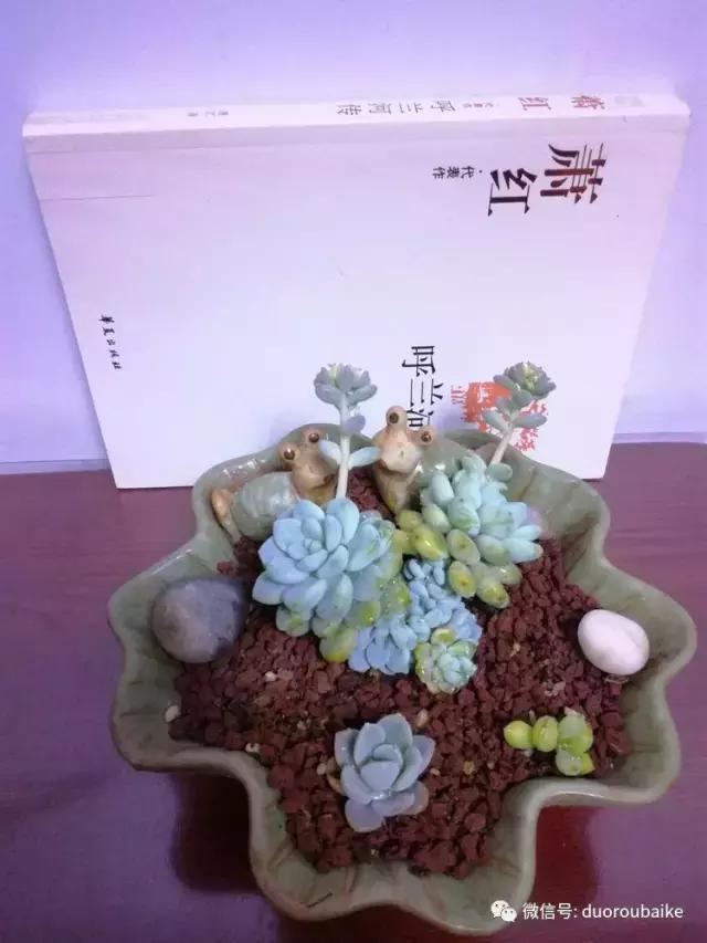 原来多肉与书更配哦！文艺范走起！