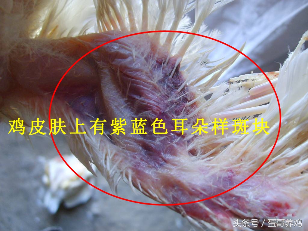 养鸡鸡爪肿了怎么回事,养鸡鸡爪弯曲是什么病的症状