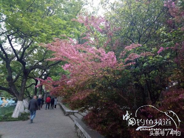 野钓日记第17期,野钓日记19天