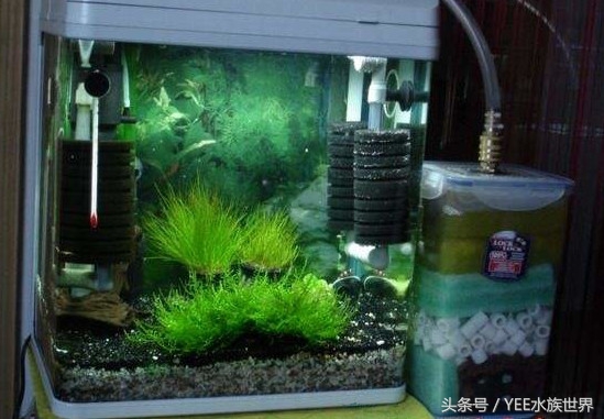 1米上滤成品缸养什么,上滤缸怎么养好一缸水