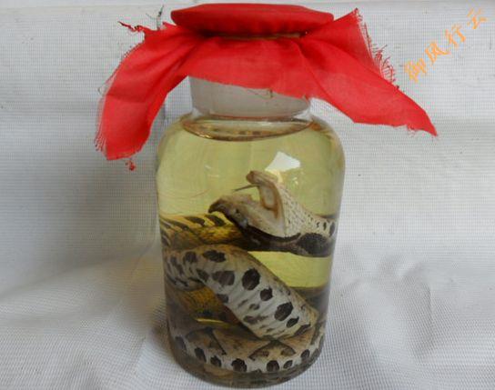 中国常见的十大毒蛇排行榜,中国最厉害的毒蛇是什么