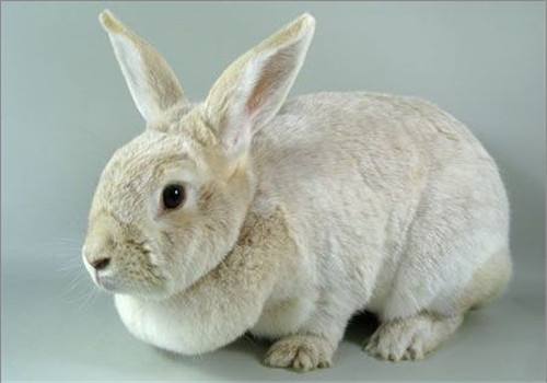兔子的种类一共有多少种,兔子一共有多少种种类