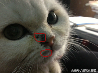 新手养猫怎么预防猫癣加重,养猫知识猫咪伤口抹什么消炎药