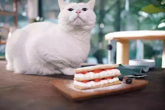 日食记的姜老刀到底是哪里人,姜老刀的日食记视频拍摄讲解