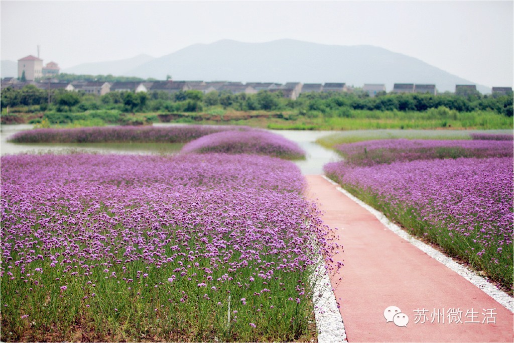 苏州最值得去的五个景点,苏州最值得去的10个景点排名