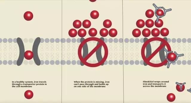《科学》:难以置信!美国三所高校联合发现神奇小分子,开启疾病治疗新方向|奇点猛科技