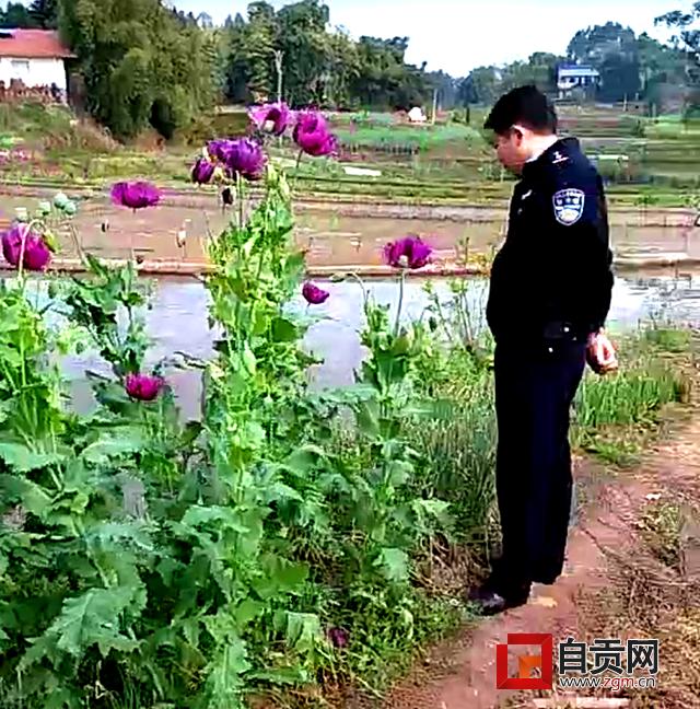 炖汤味道好？泡水可治病？富顺两村民非法种植*粟罂**被查