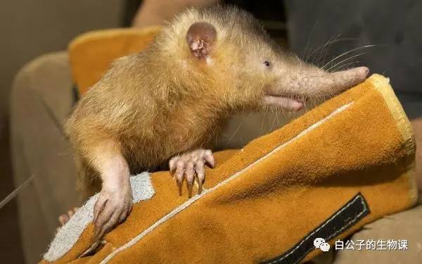 地球上真的有外星人的视频吗,地球上至少有四种外星人