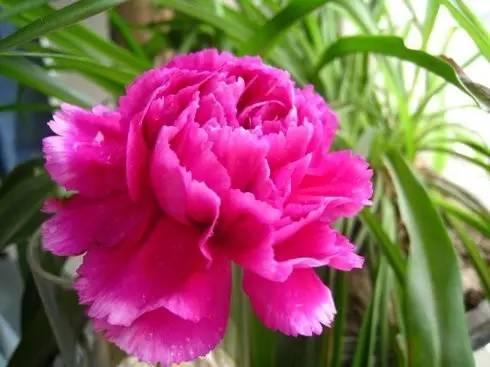 母亲节送21朵康乃馨什么意思,母亲节为什么要送康乃馨