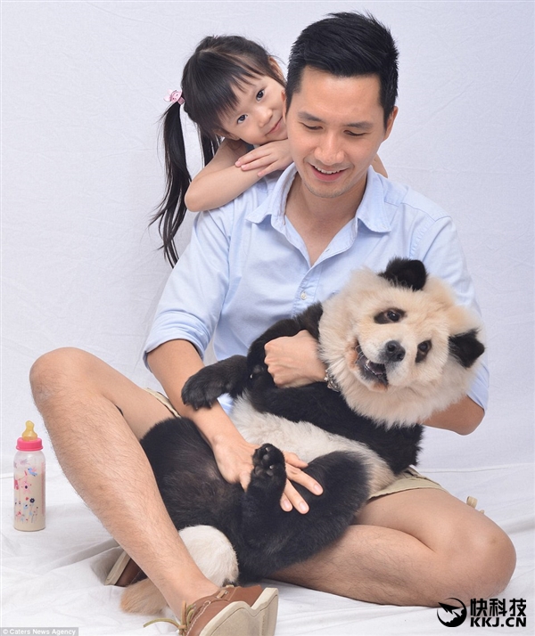 网红松狮熊猫,松狮熊猫造型是染的吗