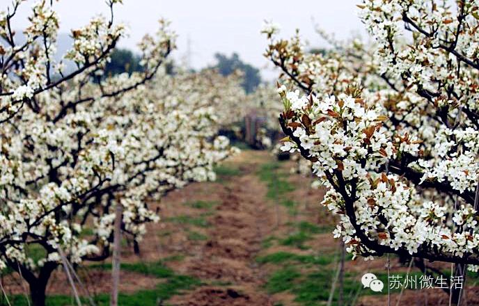 苏州最值得去的五个景点,苏州最值得去的10个景点排名
