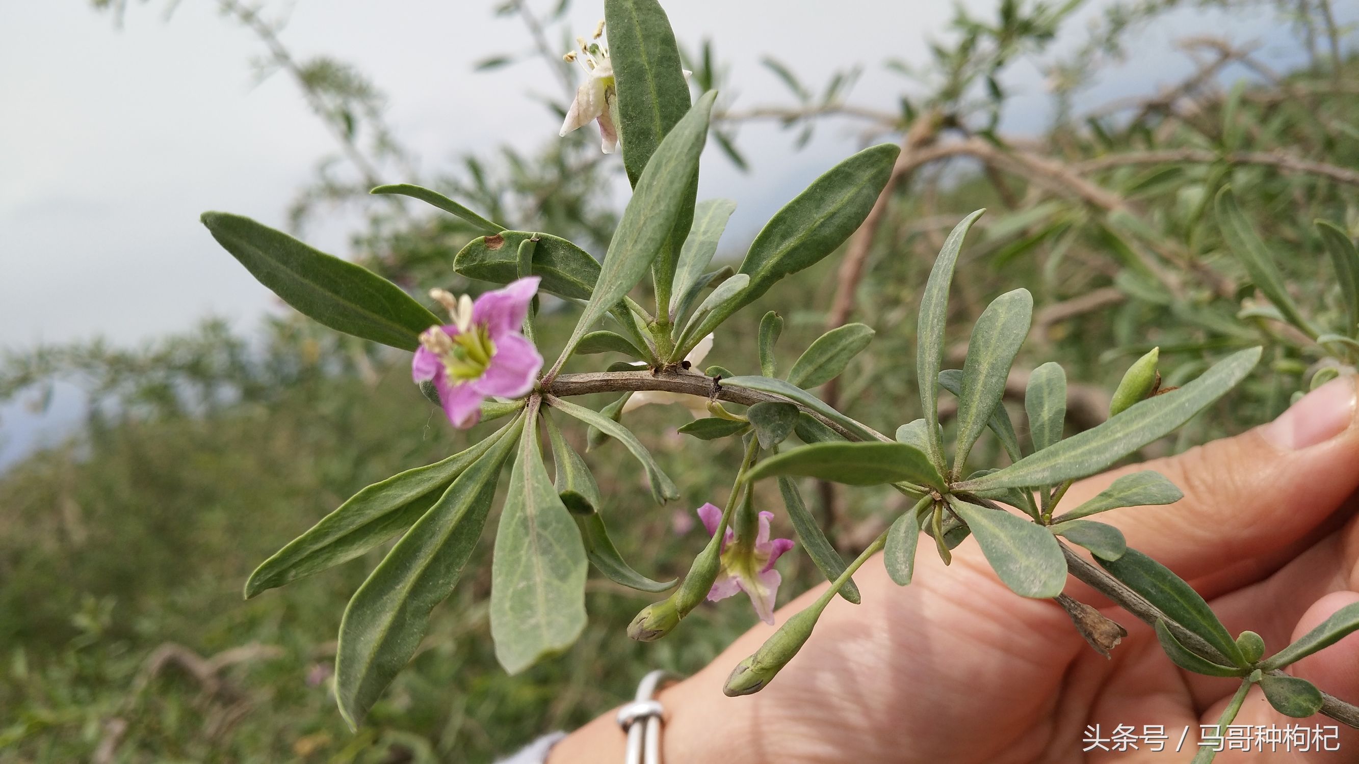 吃枸杞没效果,吃对枸杞才能养生