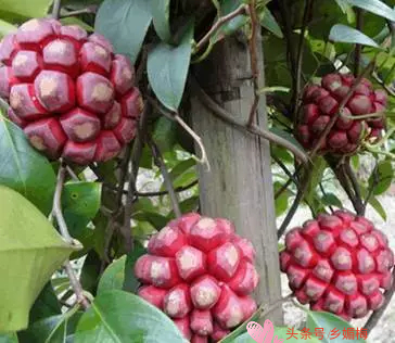 鍚冧簡鎭堕瓟鏋滃疄涓哄暐涓嶈兘娓告吵,鎭堕瓟鏋滃疄涓嶈兘娓告吵