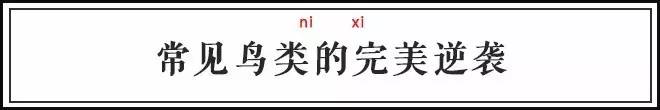 中国古代怪鸟,古代有什么奇特的鸟