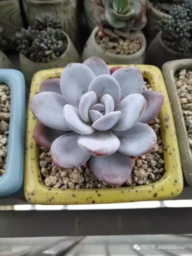 老桩多肉爱生根吗,多肉老法师老桩名品