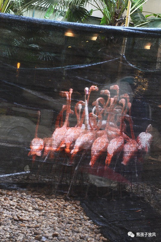 广州长隆野生动物园游玩攻略,广州长隆野生动物园攻略自由行