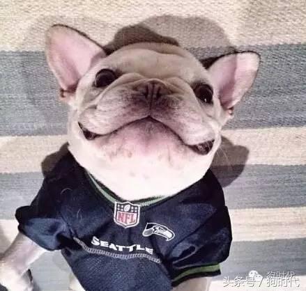 夏日养狗如何预防中暑,养狗的常识铲屎官