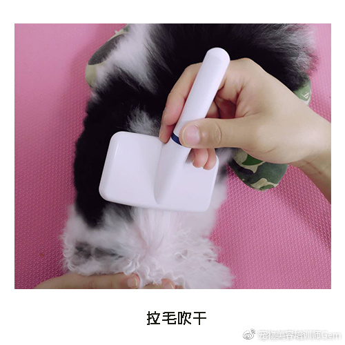 宠物美容学校第一节课学什么,宠物美容学习第一步