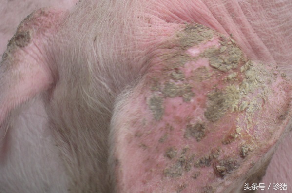 怎样预防猪癞皮病,猪癞皮症状图片大全