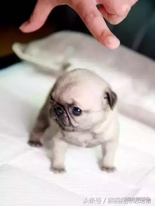 最可爱茶杯犬,16只茶杯犬