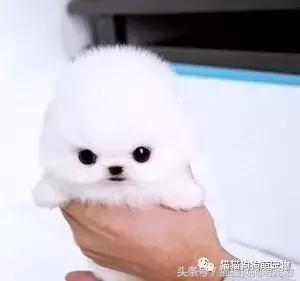 最可爱茶杯犬,16只茶杯犬