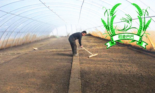 水稻育秧叶片黄化原因,水稻苗床上秧苗发黄是什么原因