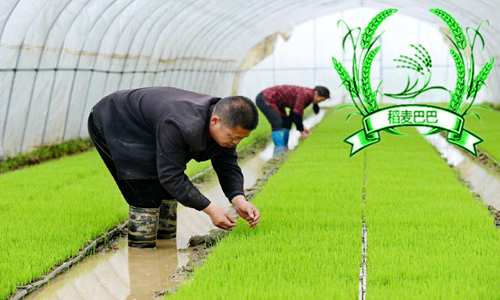 水稻育秧叶片黄化原因,水稻苗床上秧苗发黄是什么原因