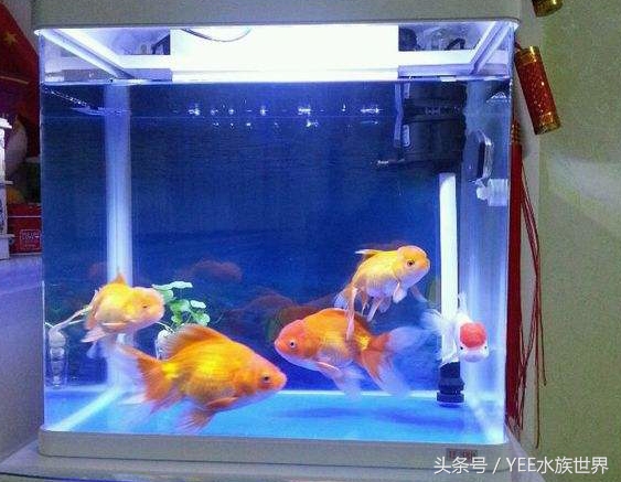 1米上滤成品缸养什么,上滤缸怎么养好一缸水