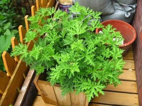 有哪些花卉可以驱蚊无毒,4种好看又好养的驱蚊花