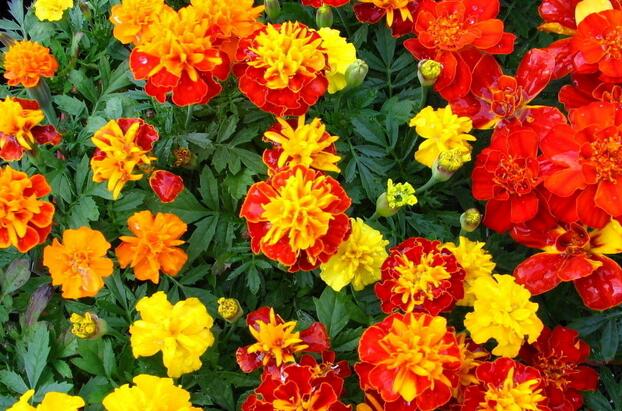 有哪些花卉可以驱蚊无毒,4种好看又好养的驱蚊花