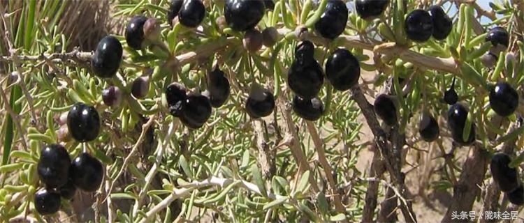 青海黑枸杞养生保健,青海特产黑枸杞的用法