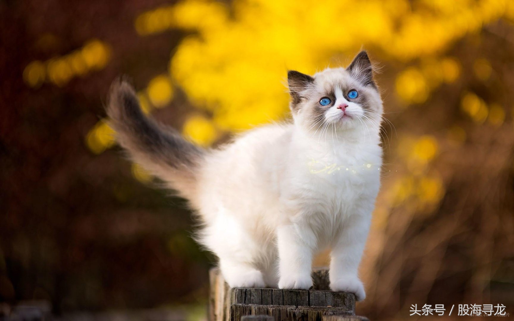 勒索病毒威胁最新消息,勒索病毒带来的商机