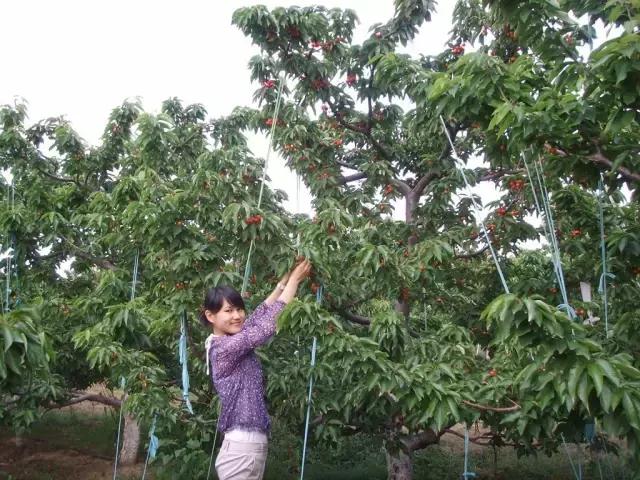 北京已开园的樱桃园,2024樱桃园开放时间