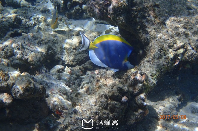 蜜月胜地之马尔代夫,马尔代夫水下餐厅芙拉瓦丽