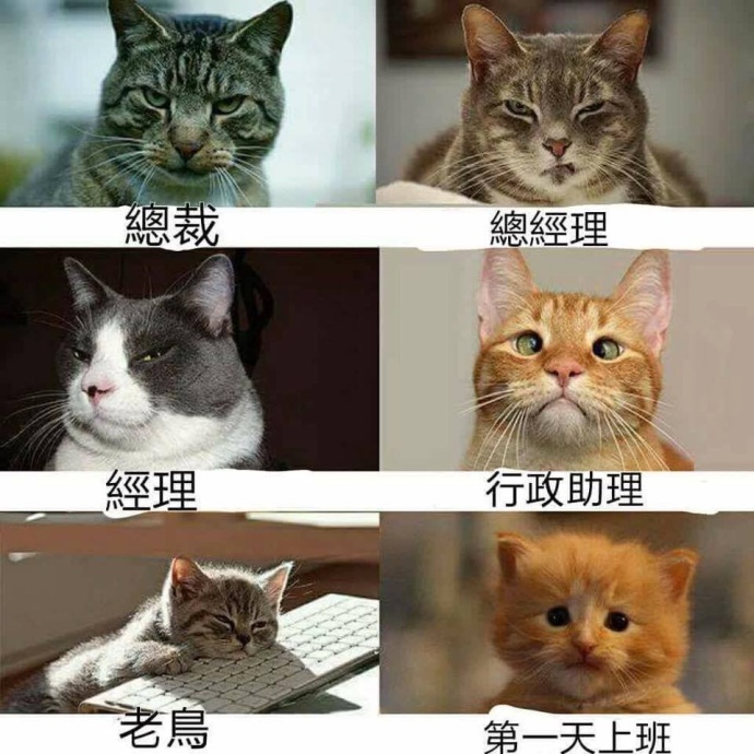 带来幸运的招财小黑猫,一只可以带来好运的猫