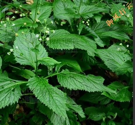 中国常见的十大毒蛇排行榜,中国最厉害的毒蛇是什么