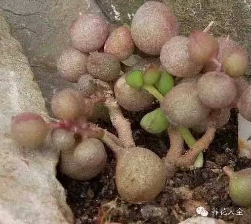 圆滚滚会出血斑的多肉 (十大超可爱的多肉)