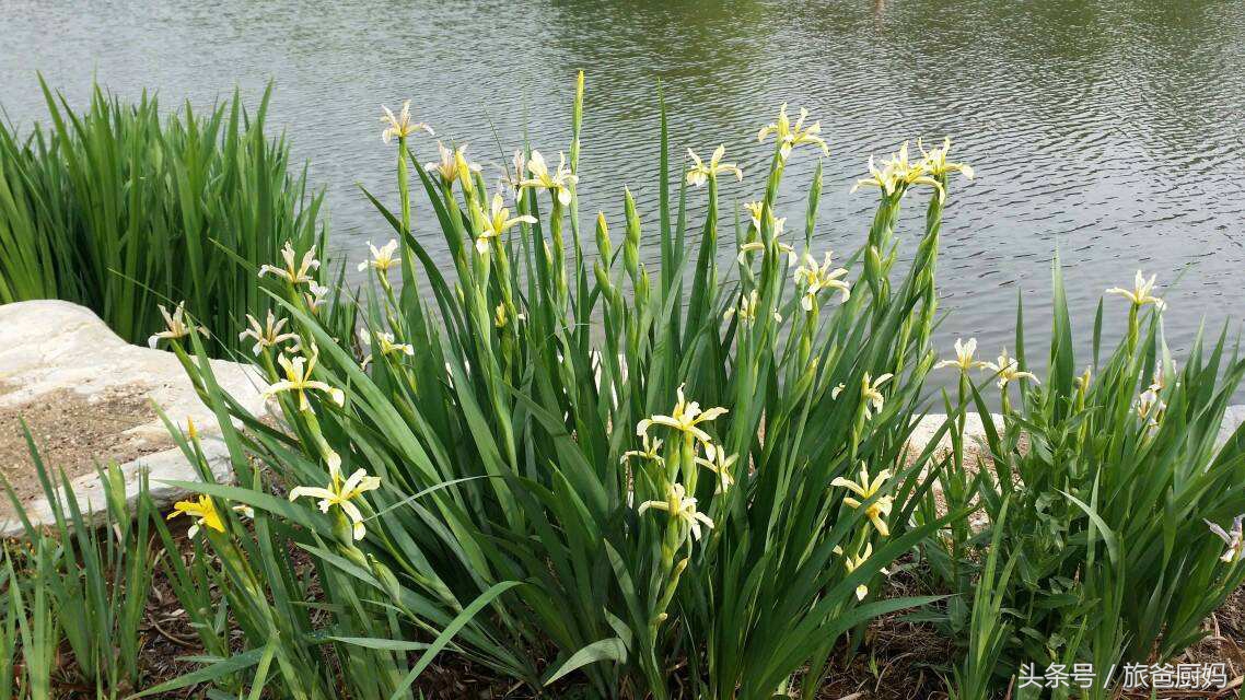 这些植物千万别让孩子靠近,适合小孩卧室养的植物