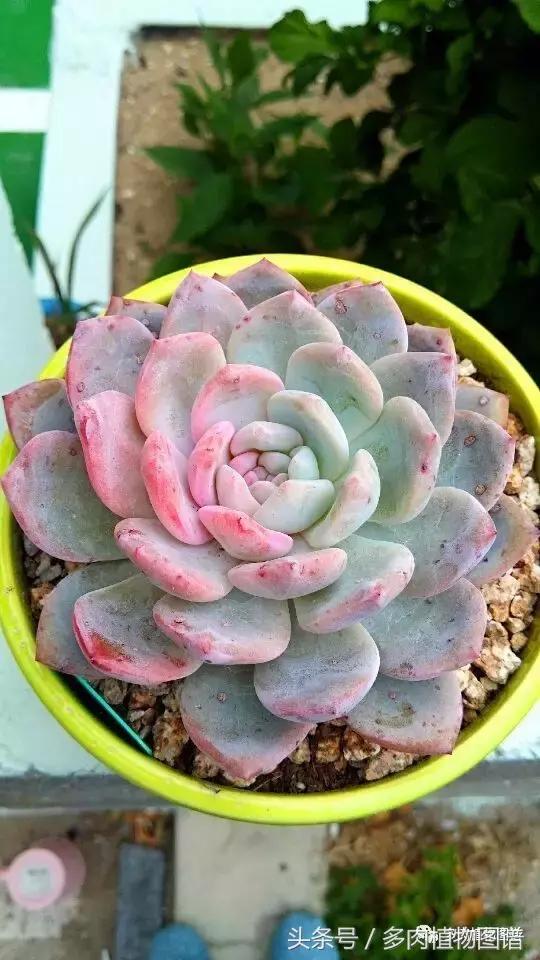 室内种多肉怎么防止腐黑,多肉防止腐黑药