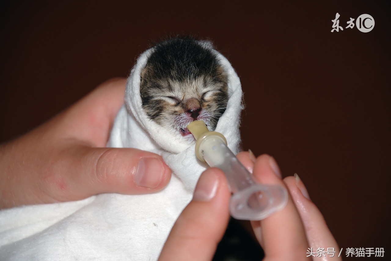 去除猫尿异味只需要以下简单的步骤！还可以让猫咪不再乱尿尿哦！