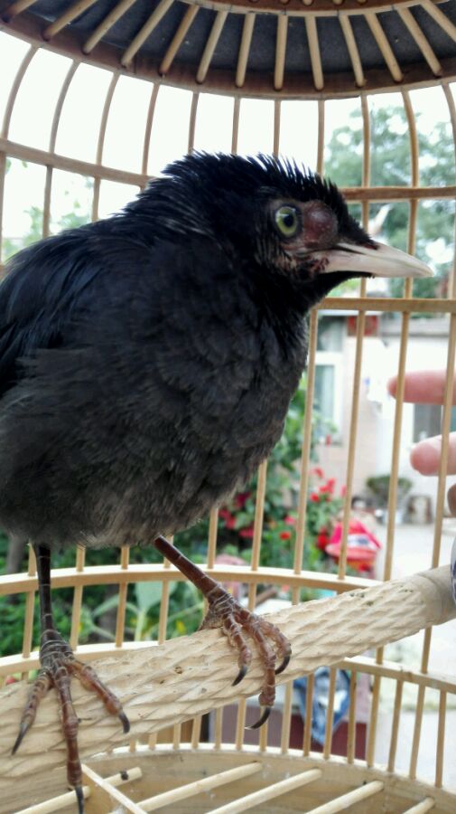 宠物八哥讲解,八哥犬常见的疾病有哪些