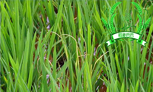 水稻苗期叶片发黄怎么办,水稻秧苗发黄怎么回事