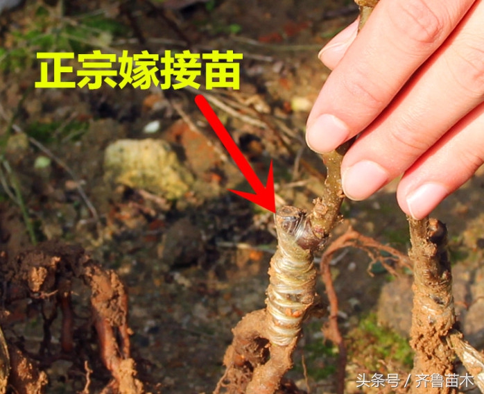 什么样的果树嫁接成功率高,怎样识别果树嫁接真假