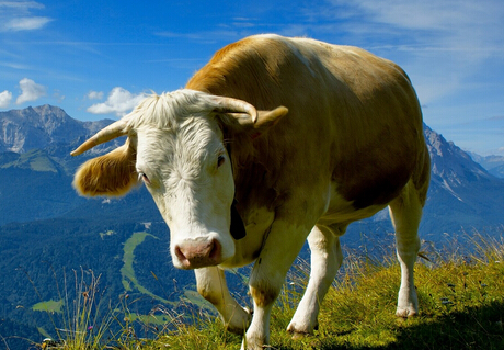 属牛人从20日开始运气好到年底,属牛生在5月20日好吗